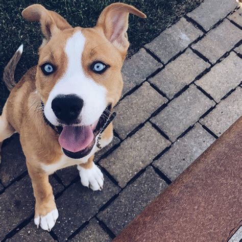 pitbull mix with husky